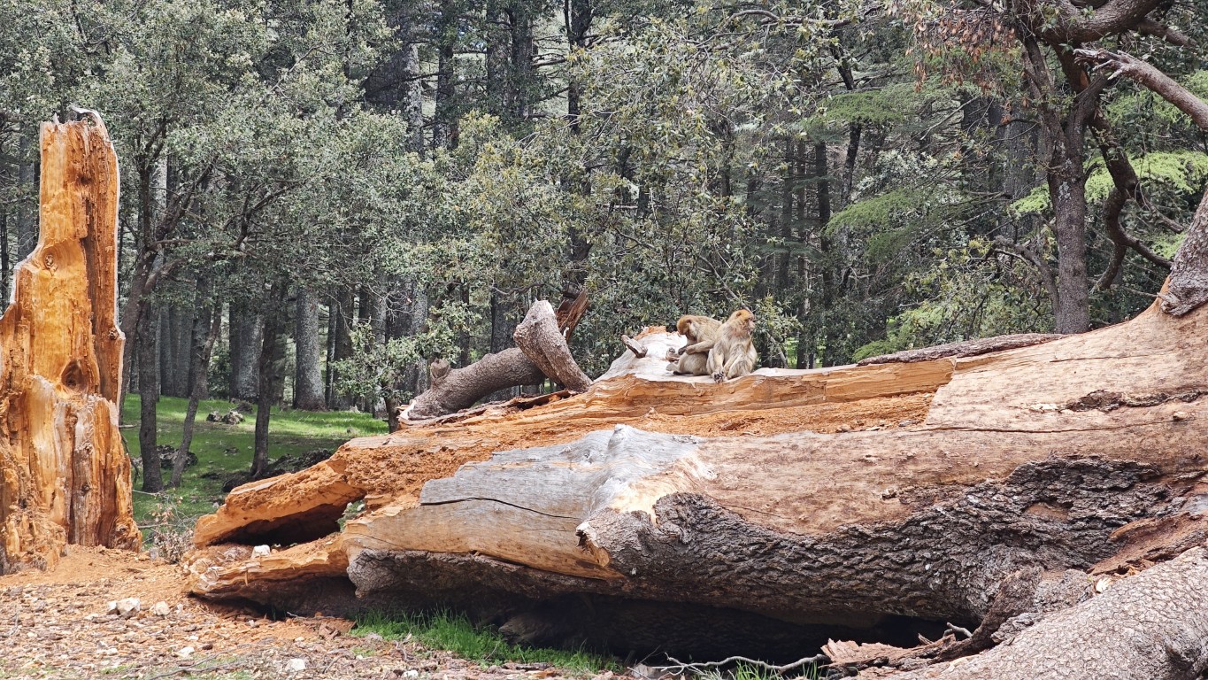 Barbary macaques