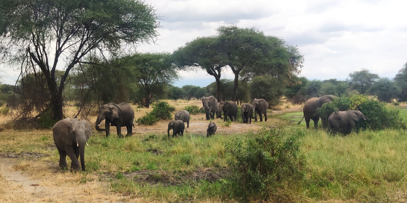 Safari